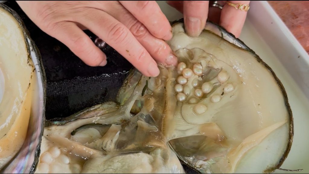 freshwaterpearlopening 2